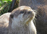 Otter Face by jessieo-photography