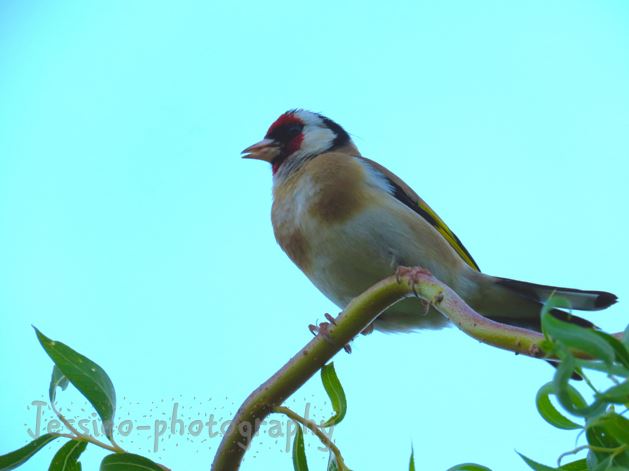 Goldfinch Bird in a Willow Tree