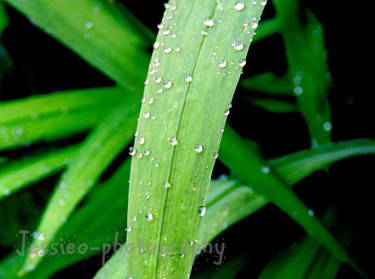 Raindrops On Leaves #1