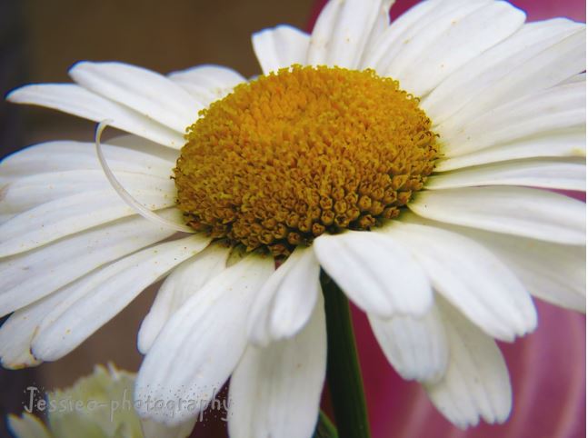 Summer Daisy Flower