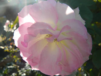 Sunlight Sprinkled Rose