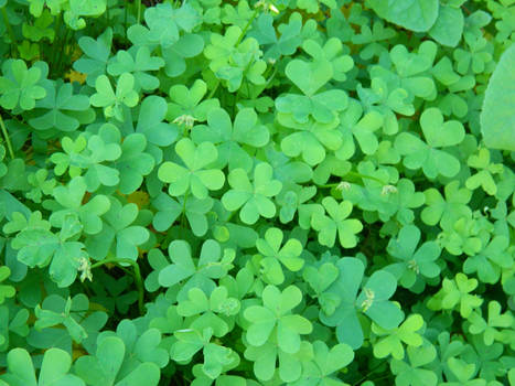 Can You Find A Four Leaf Clover??