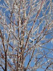 Maple Tree in Glass