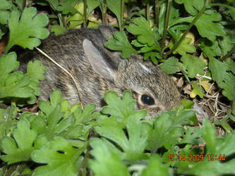 Peek-a-Boo Bunny