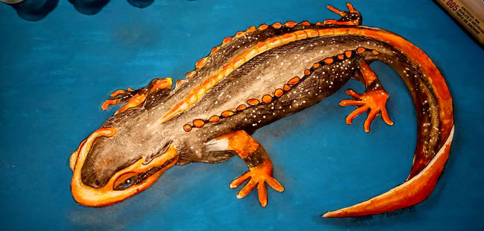 Crocodile salamander