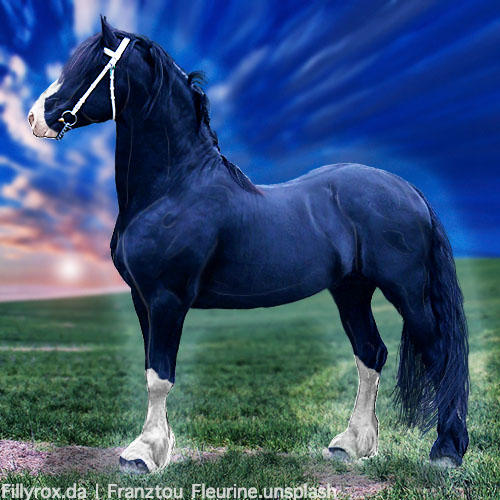 HEE Horse Avatar - Zeus