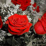 Red Roses