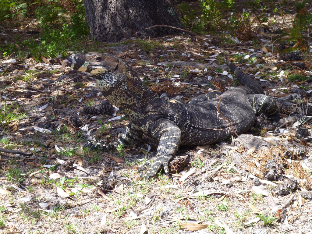 Goanna: Camouflage