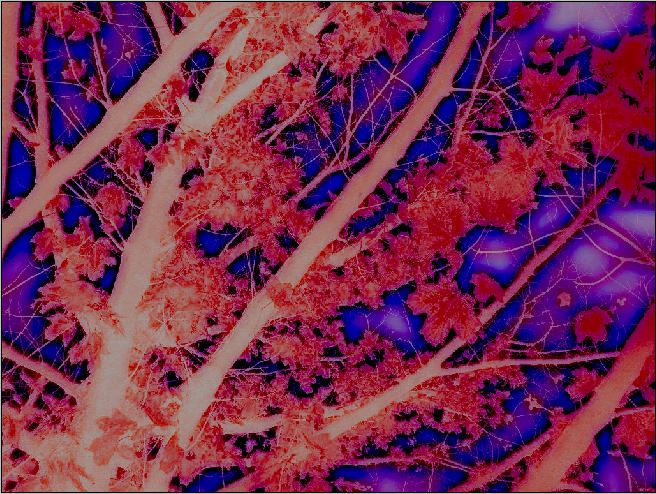 Trippy Tree by Becky-Boop on DeviantArt
