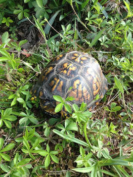 Box turtle