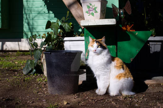 Paws and Pottery