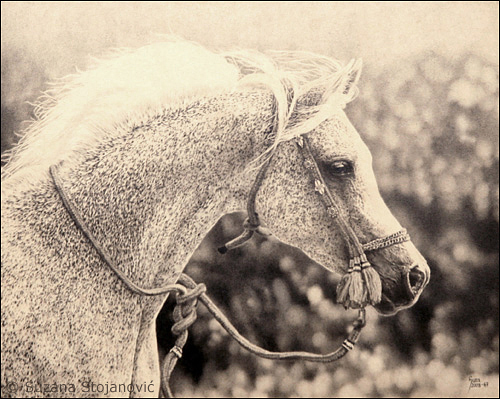 Through the shadows - pencil drawing