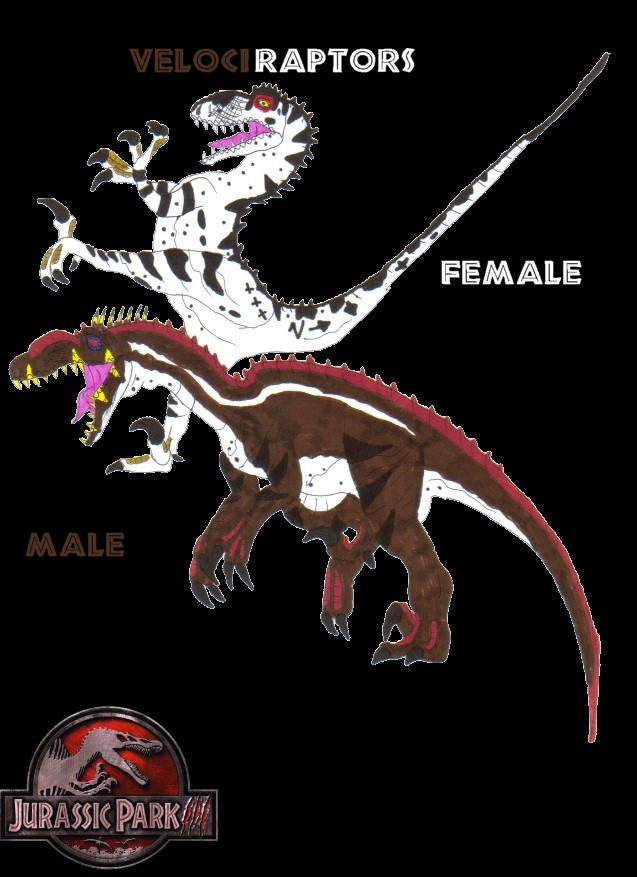 JPIII Male and Female Raptors by TheOneTrueSirCharles on DeviantArt