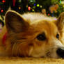 Christmas Corgi