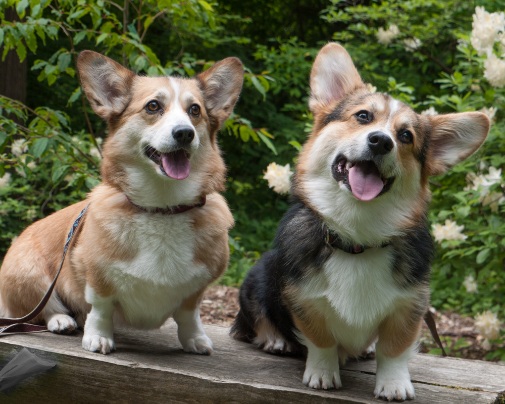 Bench Corgis