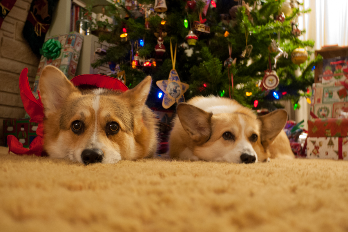 Christmas Corgis