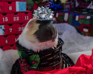 Christmas Pig