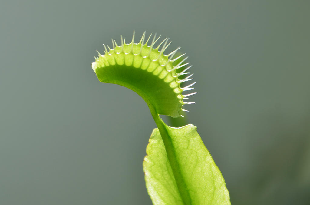 Dionaea muscipula