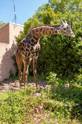 Masai Giraffe Male