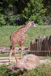 Masai Giraffe Baby