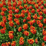 Tulips - Sigurta' Park