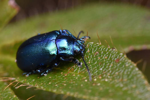 Small coleoptera