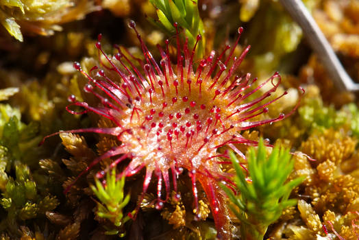 Drosera rotundifolia