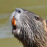 This nutria needs a toothpick...