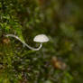 Very small mushroom