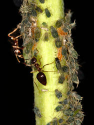 Ants and aphids on a branch