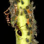 Ants and aphids on a branch