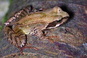 Frog on a trunk