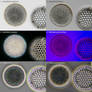 Diatoms - Microscope illumination techniques