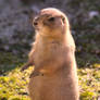 Standing Prairie dog