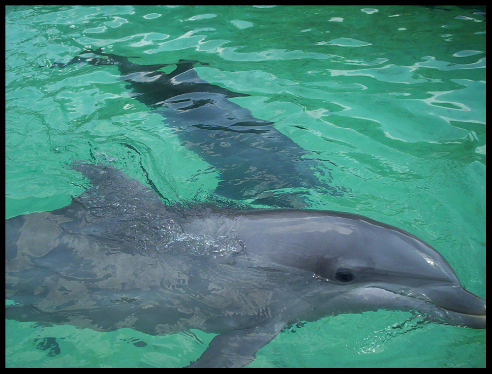 Sea World IV : Dolphins