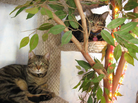 Tiger and Katty Tree