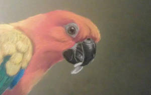 Parrot