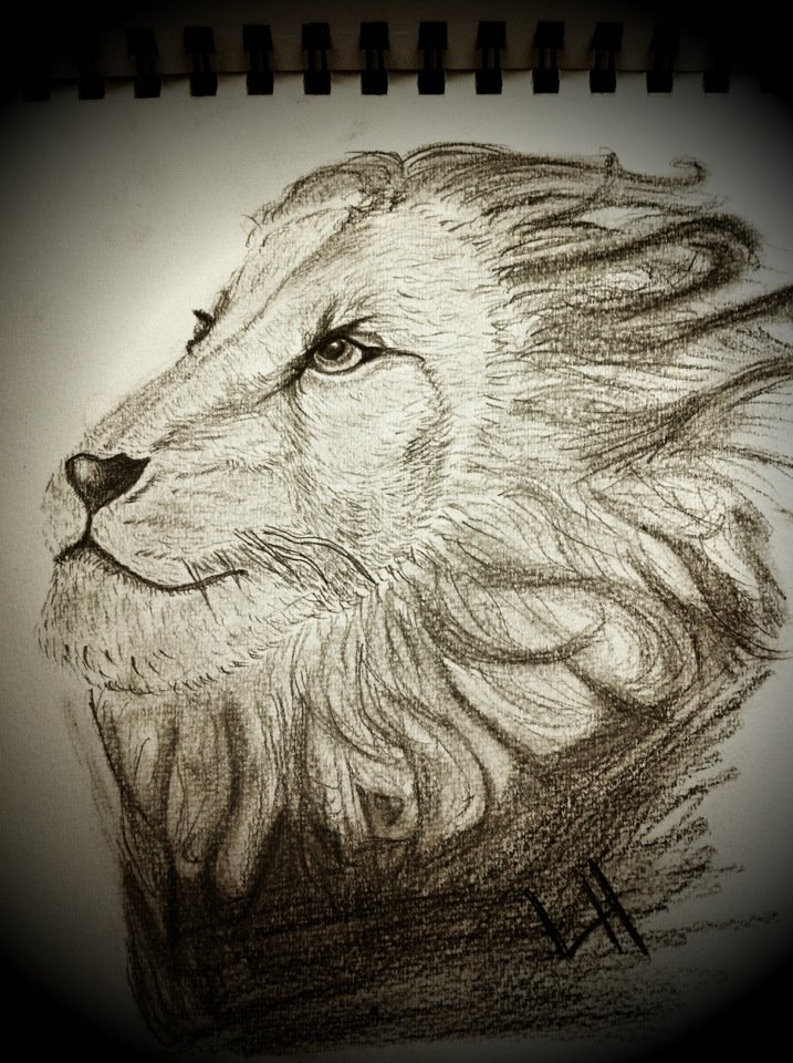 Lion Sketch