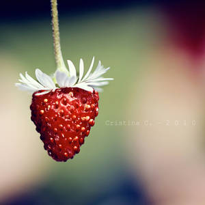 Flying Strawberry.
