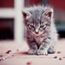 Cute and Evil.