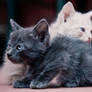 Yin and Yang.