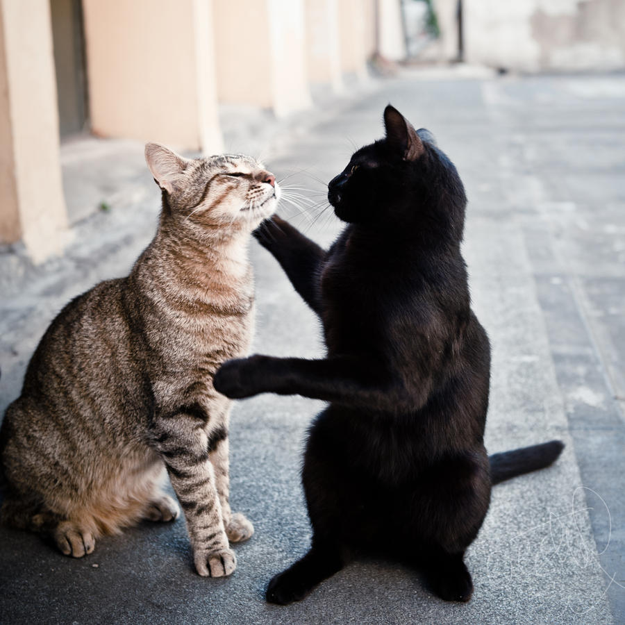 True Lovecats.