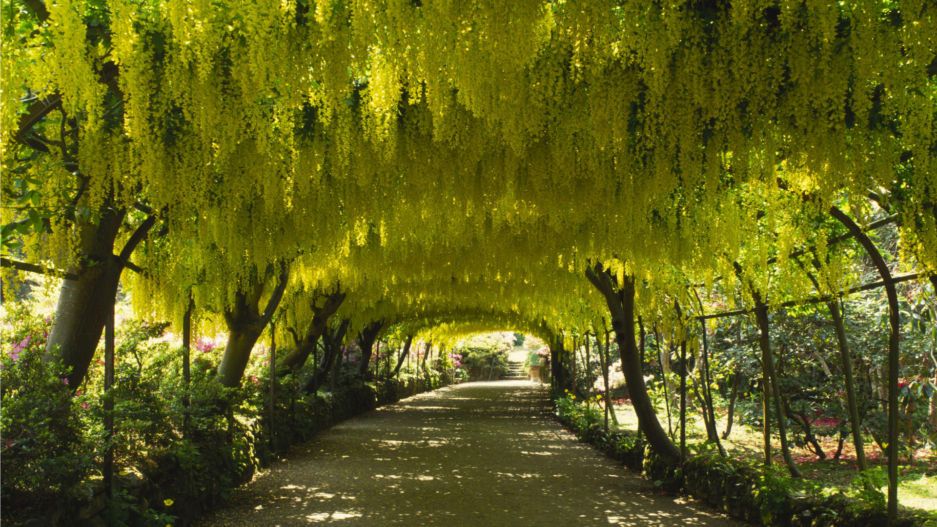 Laburnum archway