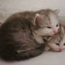 lovely baby kittens 1