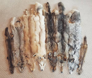 pelt haul