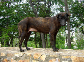 STOCK PHOTO: Brown Dog