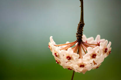 Dangling orchids