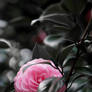 Camellia Tsubaki Flower, Chiyoda
