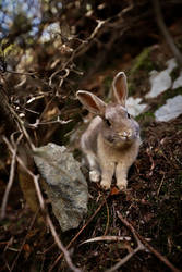 Baby Bunny, Okunoshima