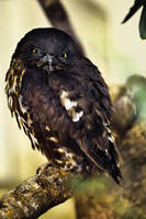 Black Owl, Ueno Zoo